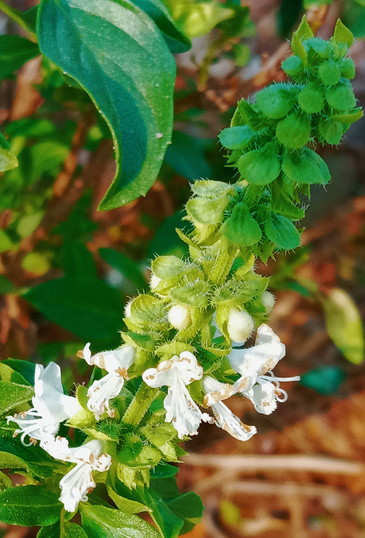 手机摄影# #植物# 我的摄影作品:《罗勒》 67别名: 九层塔>