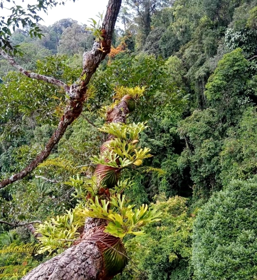 亚洲猴脑鹿角蕨的原生环境#鹿角蕨