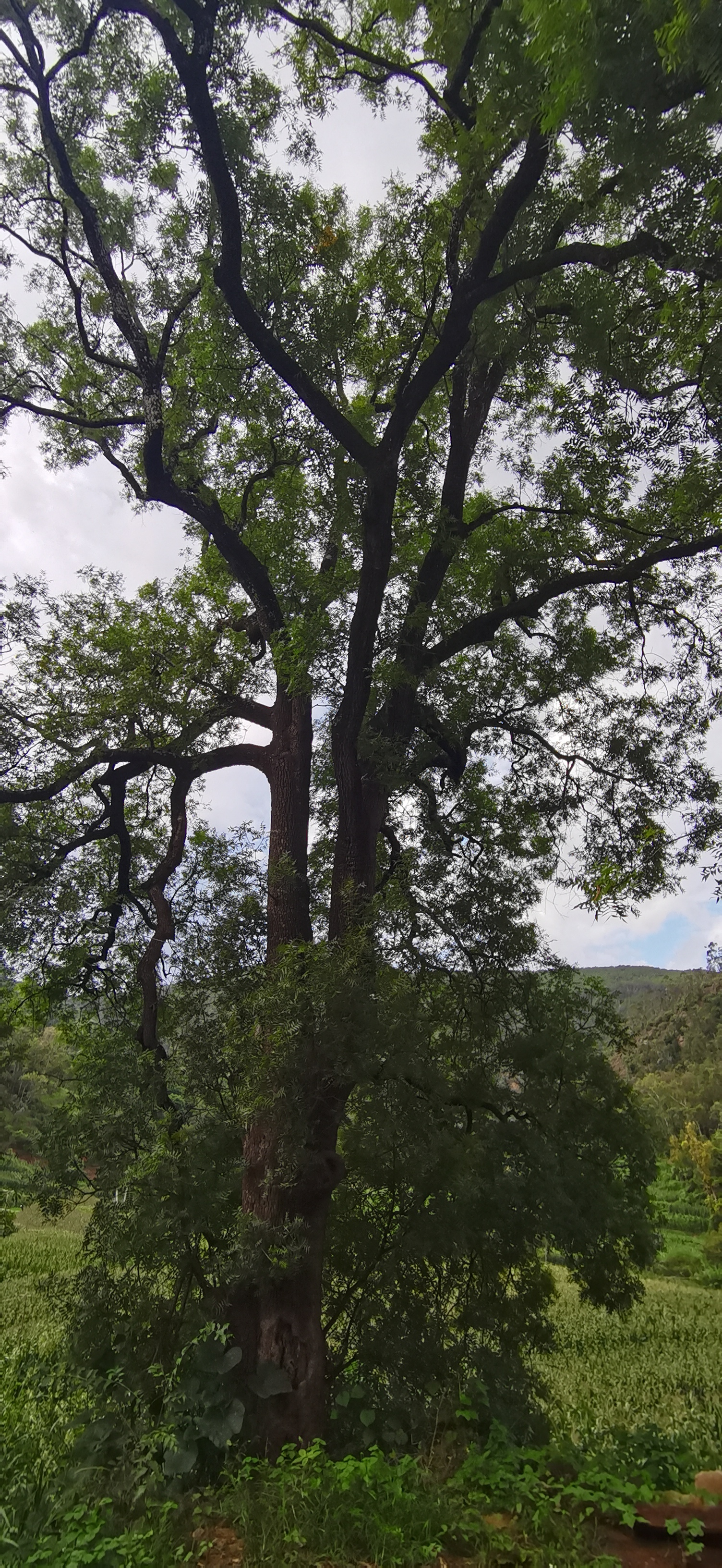 村后的古茶树#我的家乡美景# #百年古树