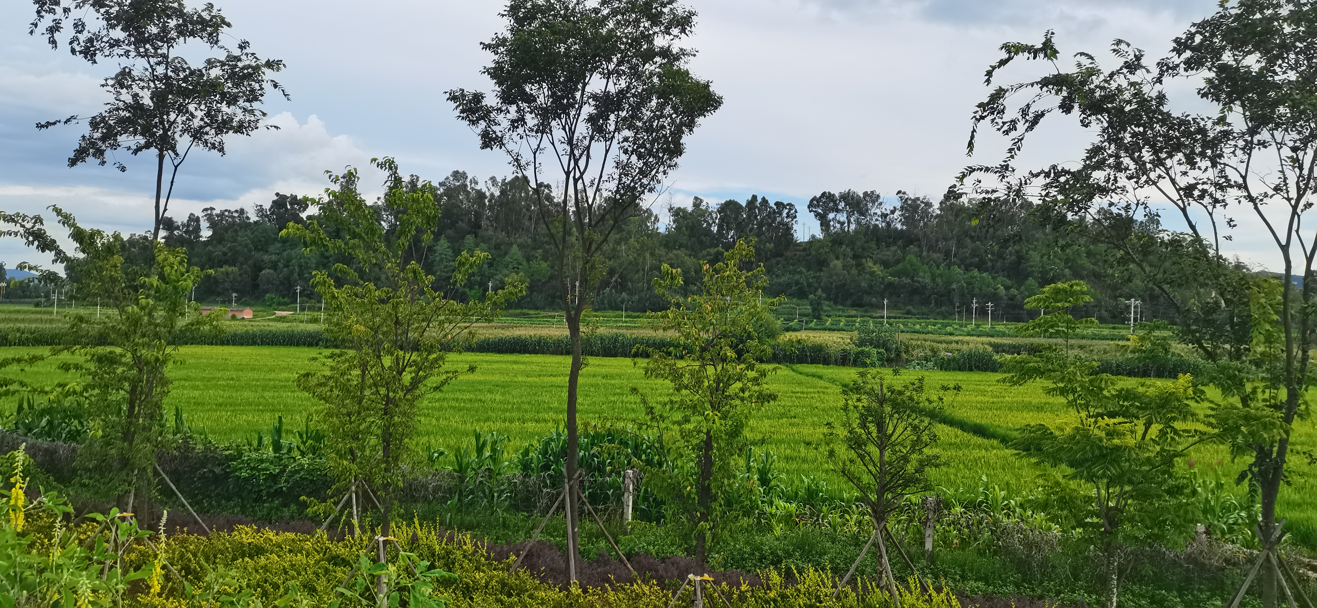 云南牟定龙川河风景#随手拍# #拍出我的城市style# #风景