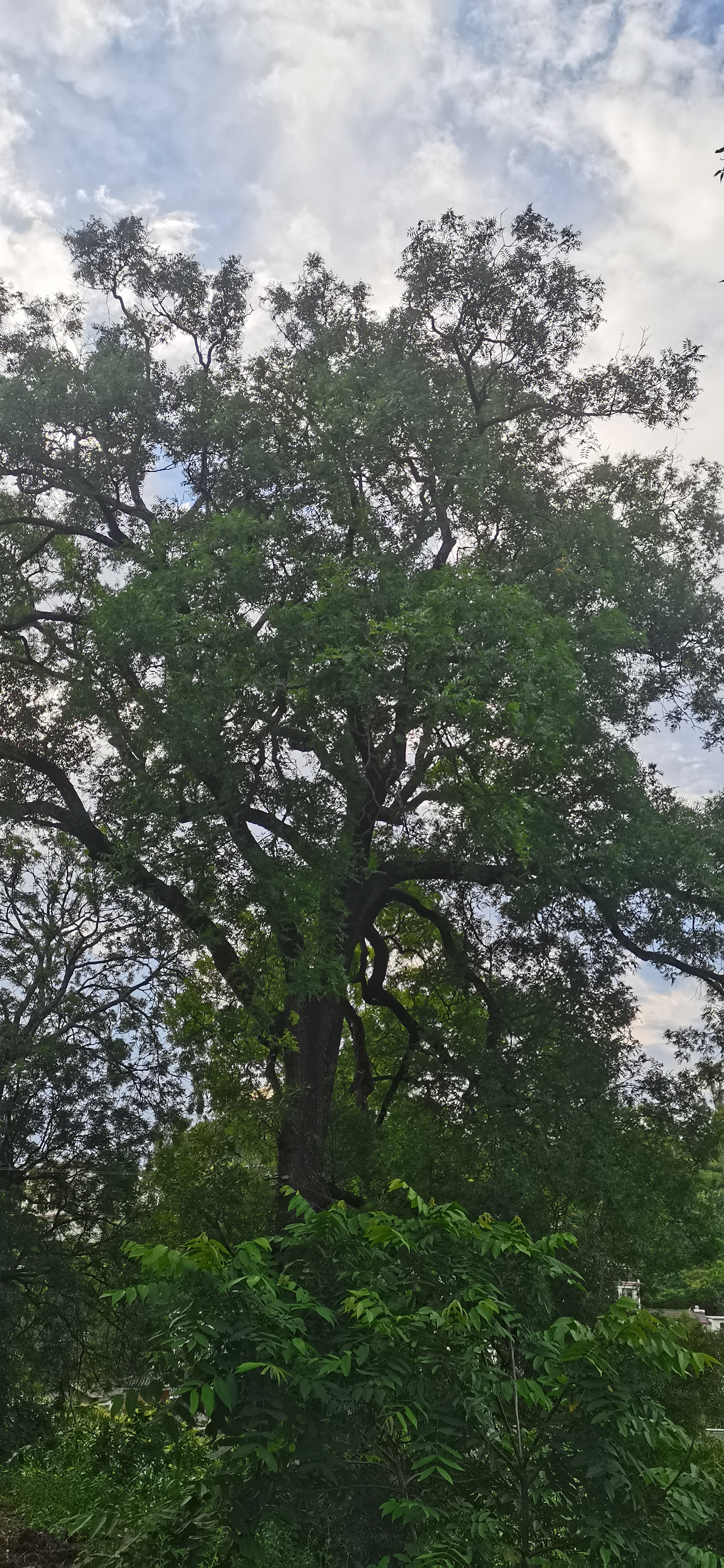 村后的古茶树#我的家乡美景# #百年古树