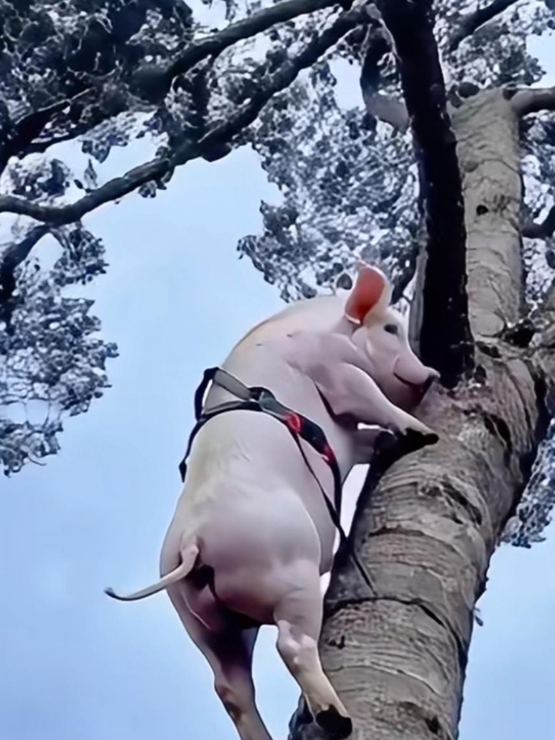 那句话怎么说的,男人靠得住,母猪都会上树