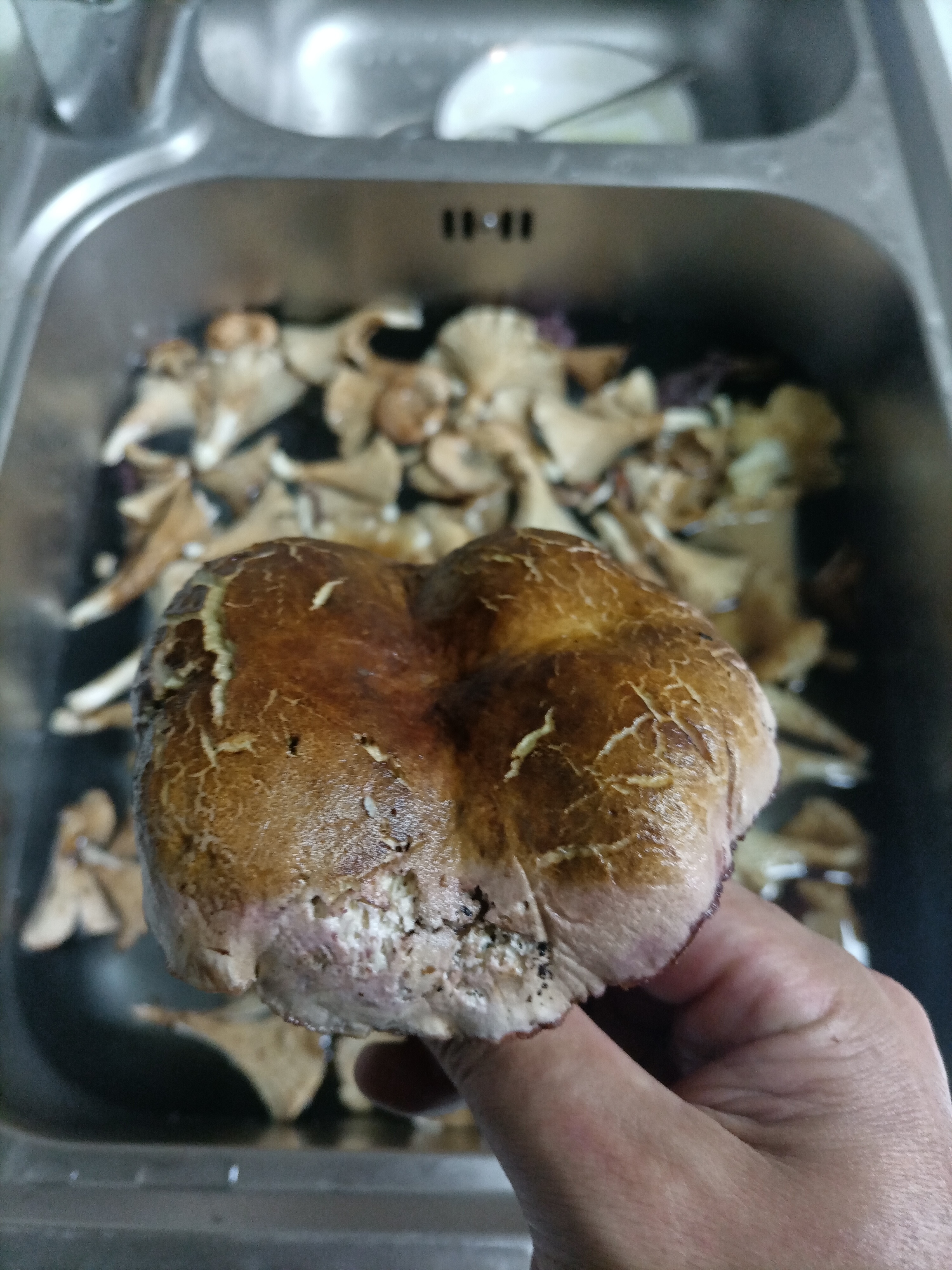 这种野生菌老家有称为荞面菌的,想知道学名?在线等!