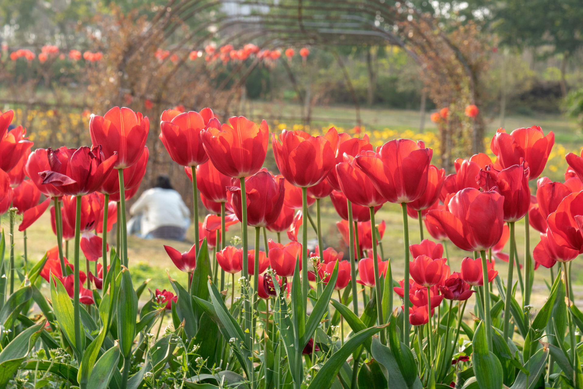 火红郁金香花束图片