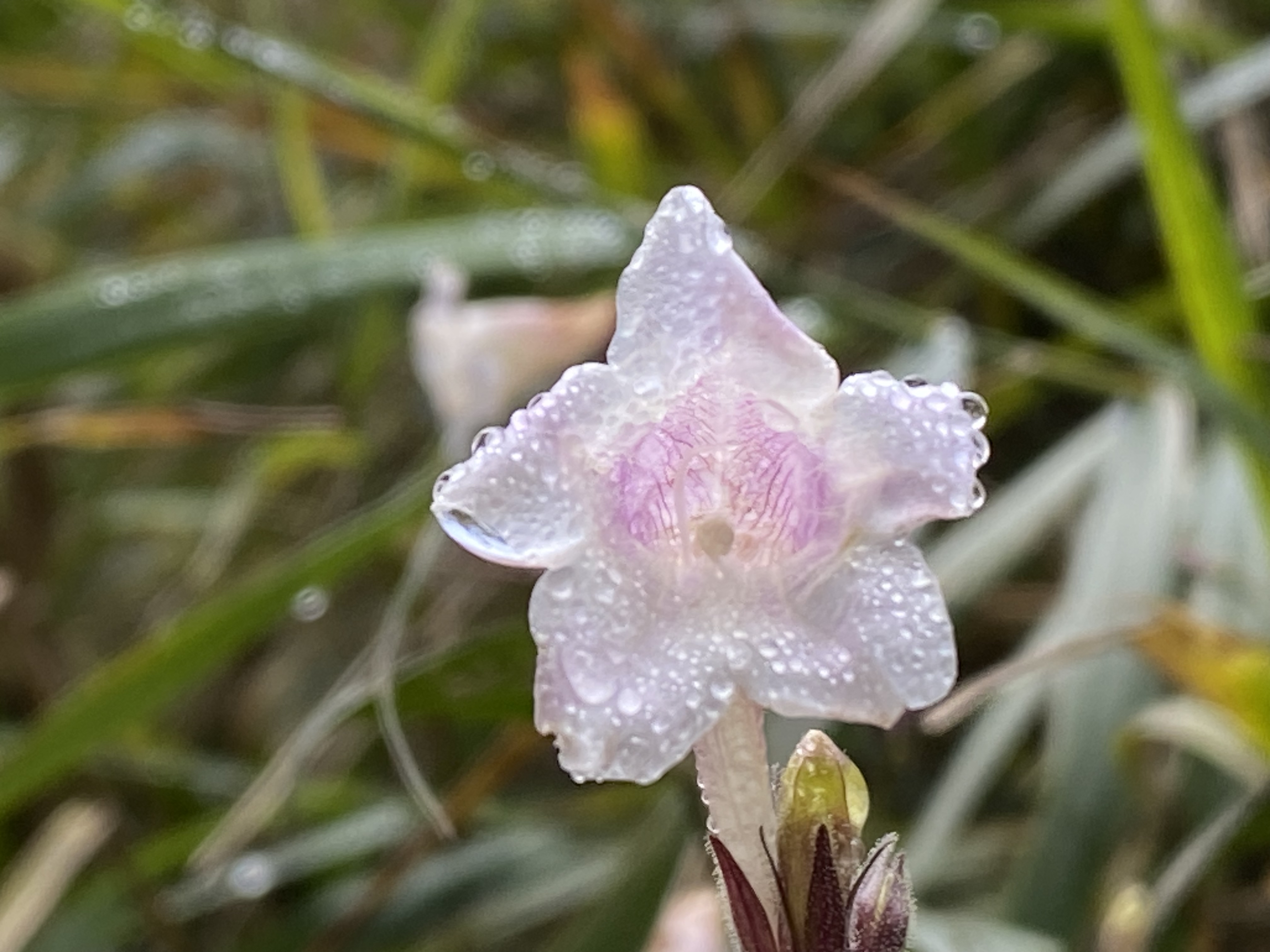 球花马蓝图片