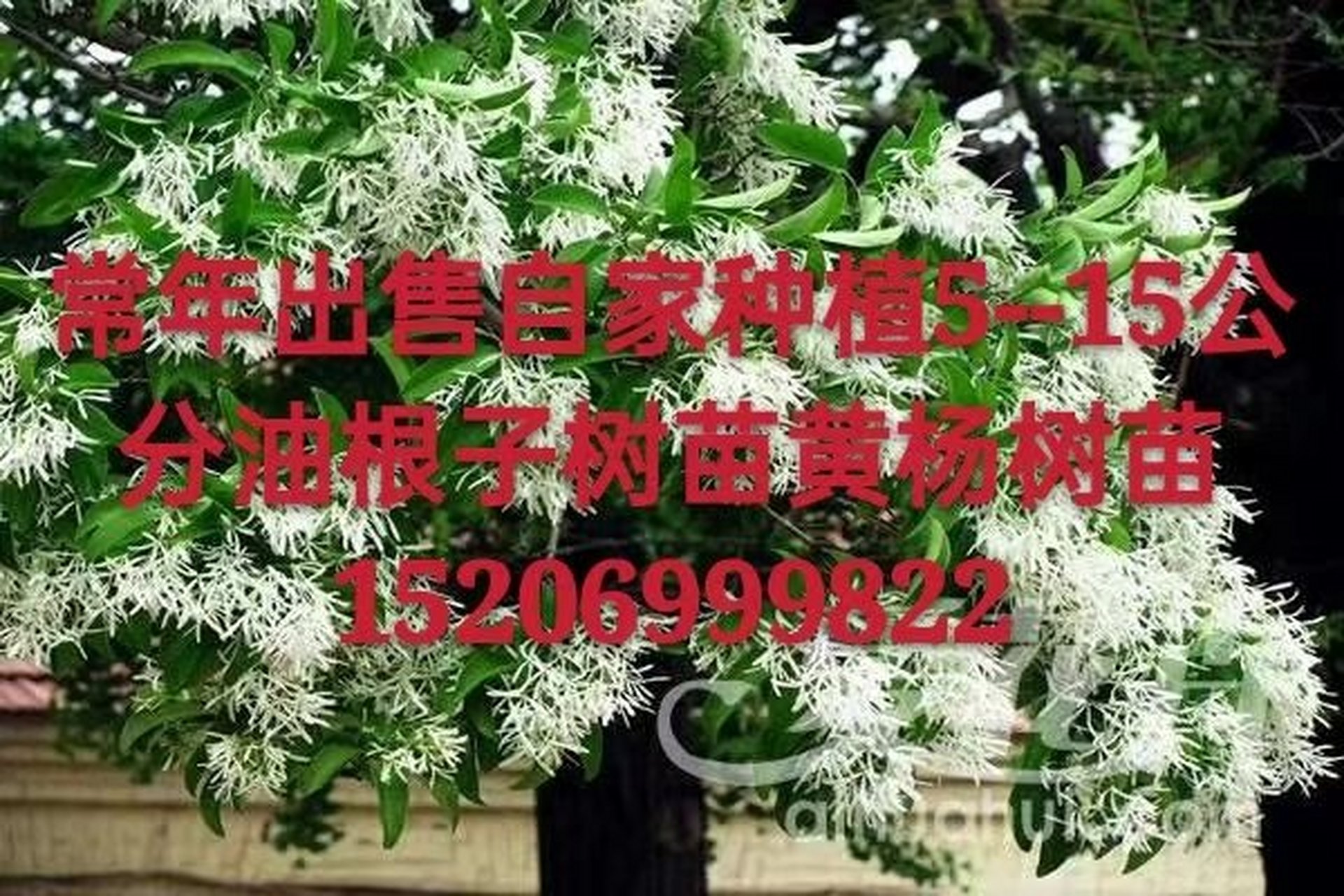 有需要流苏(油根子)树苗,黄杨树苗的看过来