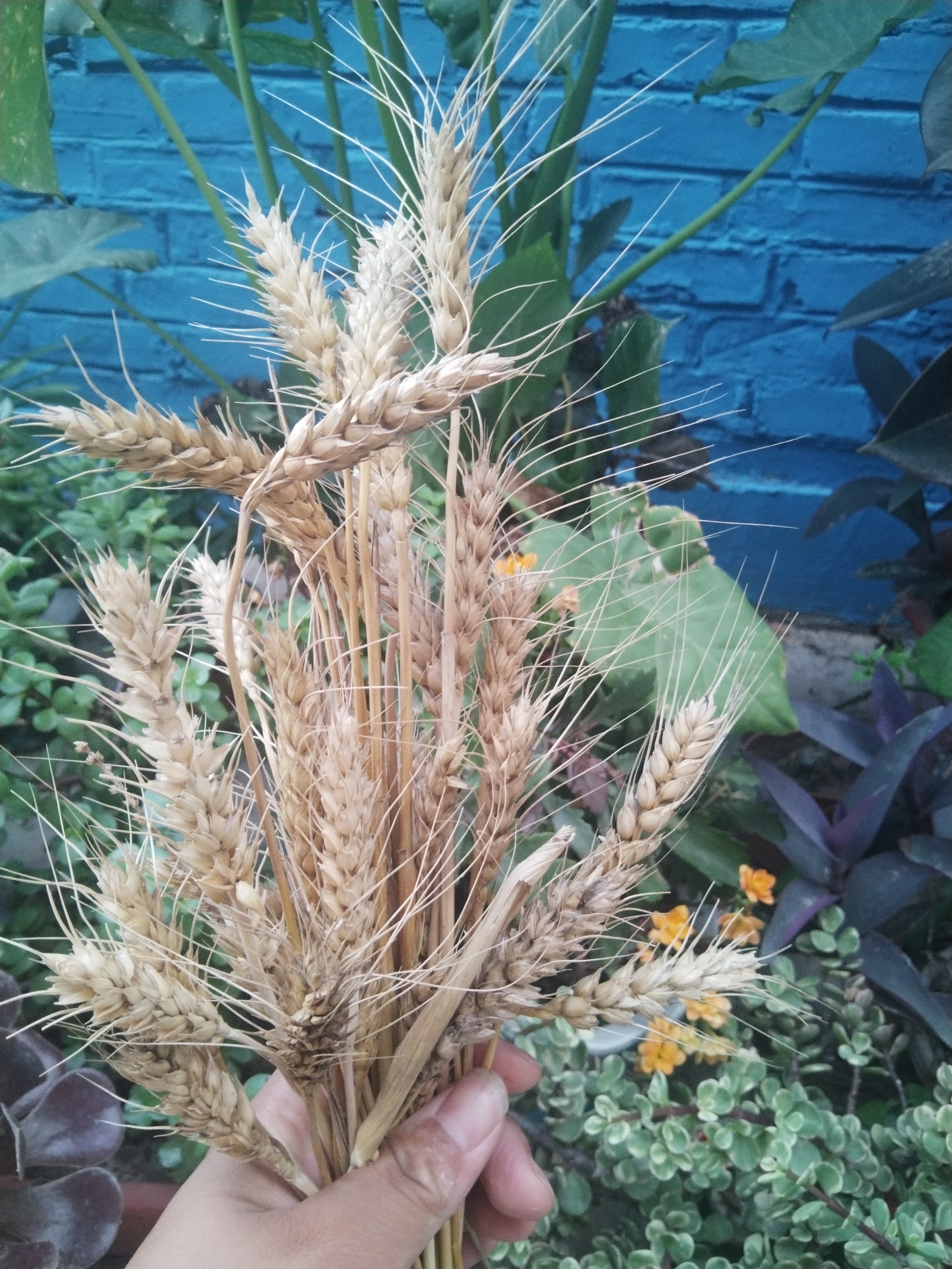 小麦花祝你有钱花