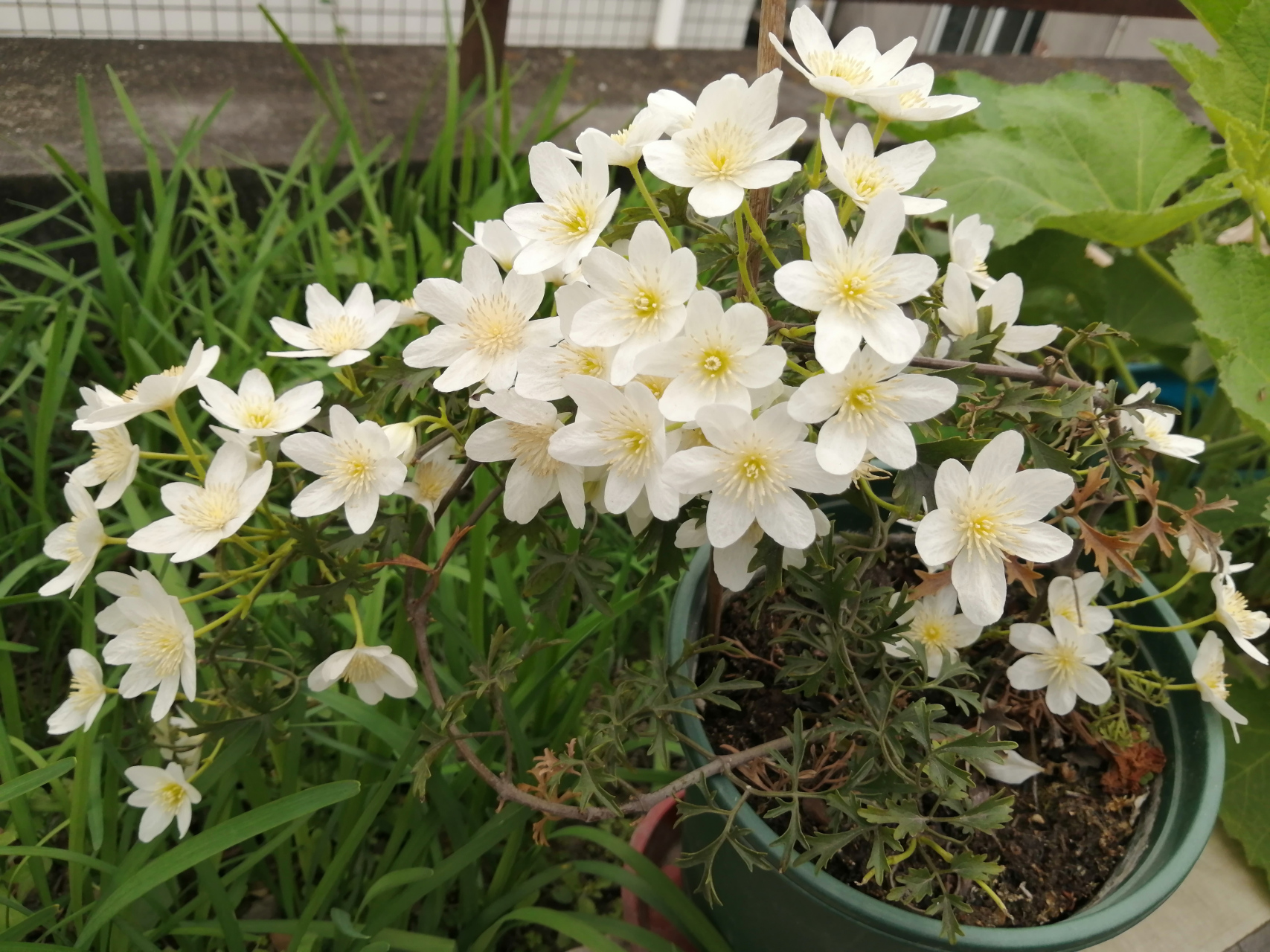 "藤本花卉皇后"铁线莲家族一个优秀品种铁线莲"银币".