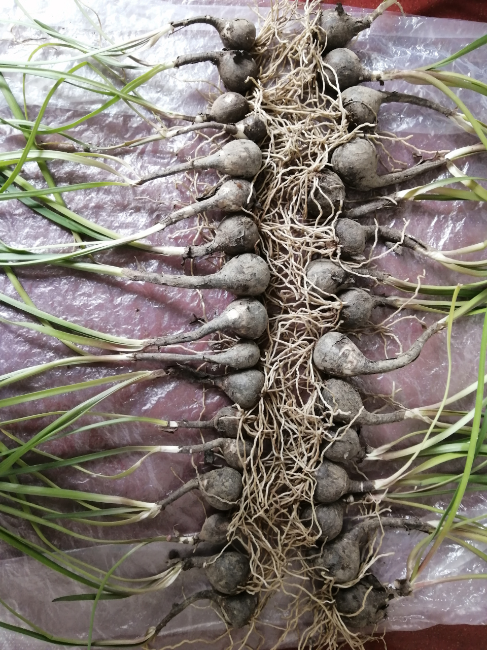 摆整齐数了数,我这盆风雨兰现在一共有32棵球根茎了.花盆