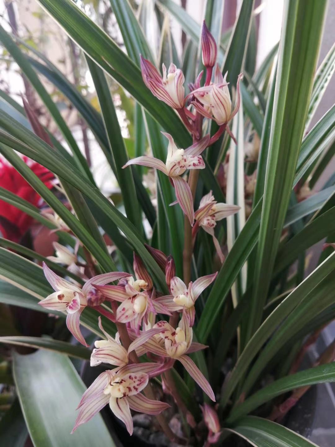 以前冬天开的黄金彩虹兰花,花量大,花瓣有红色花纹.