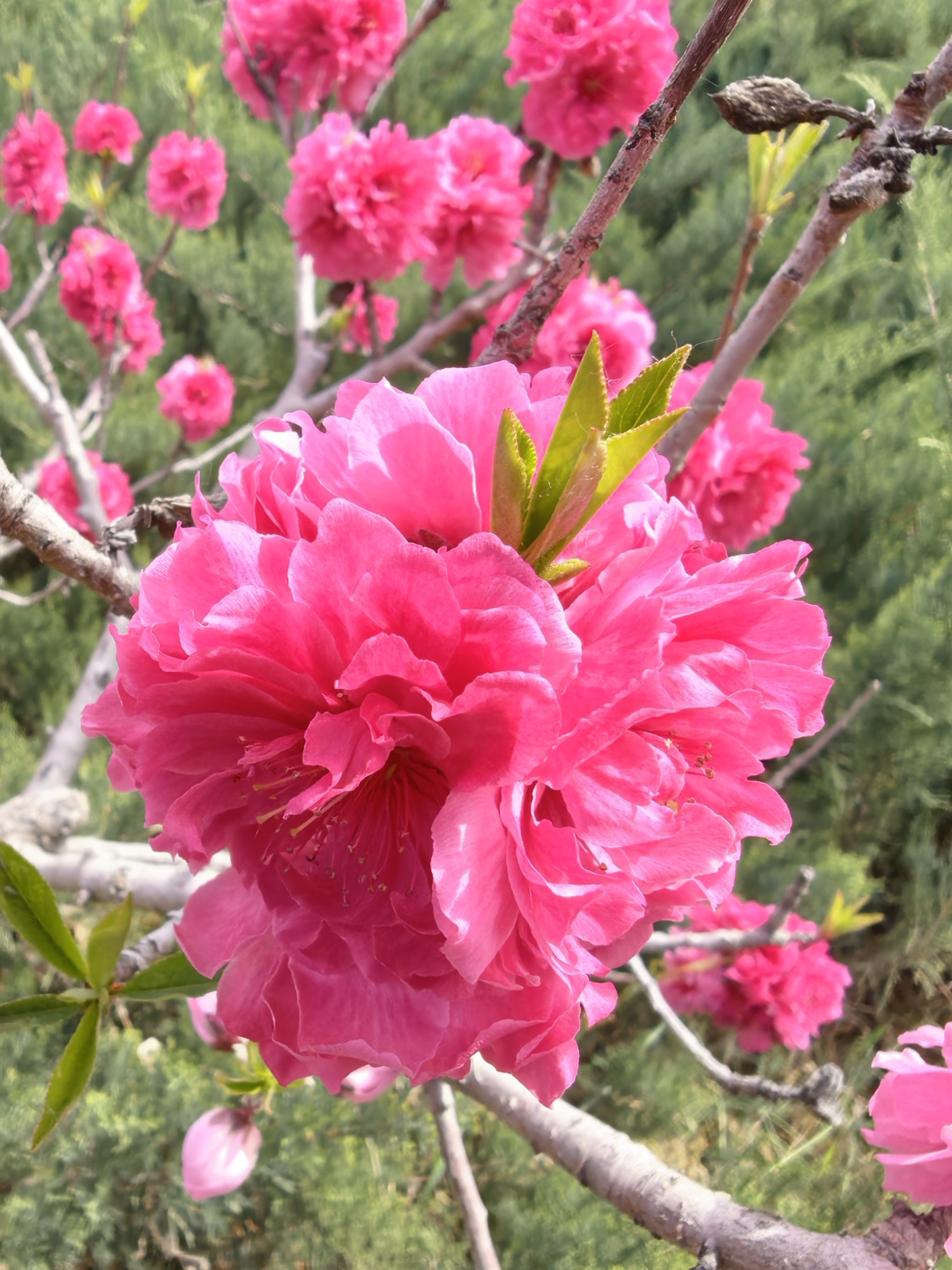 《桃红》 鲜艳明靓看桃红, 妖妖花灿若美人