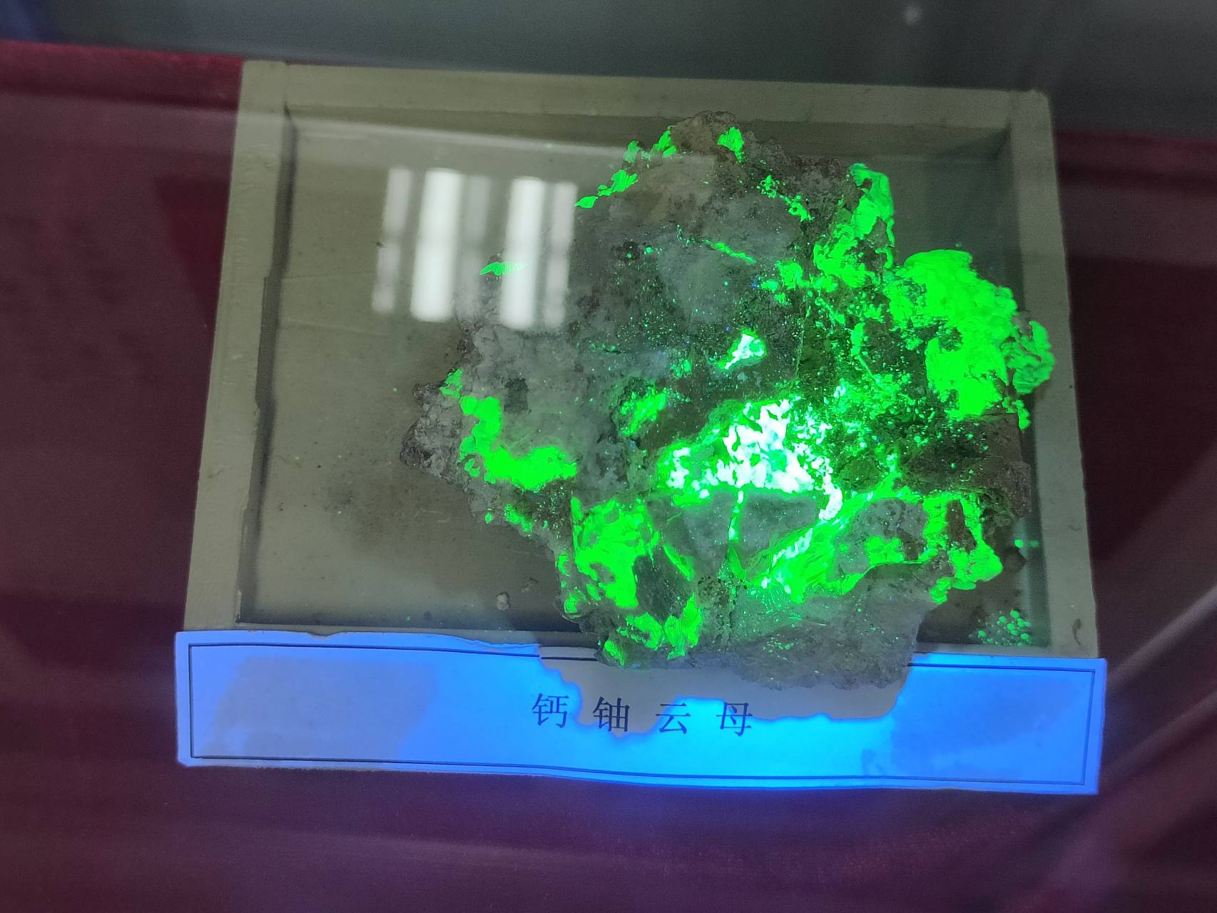 紫外灯下发荧光的钙铀云母,挺壮观的.