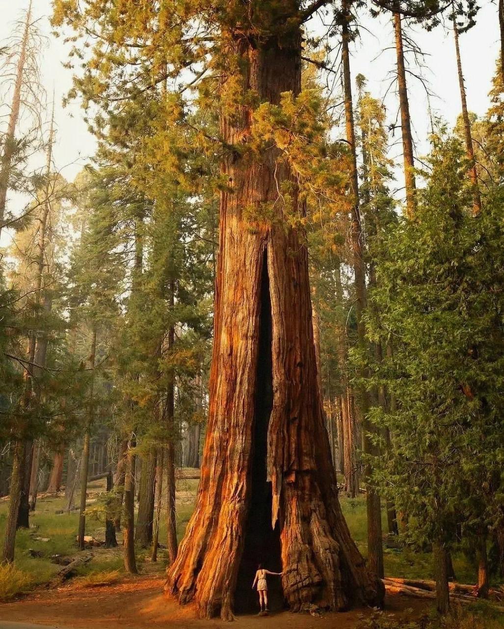 世界之最# 有两种说法.一种是巨杉,另一种是雪曼将军树.