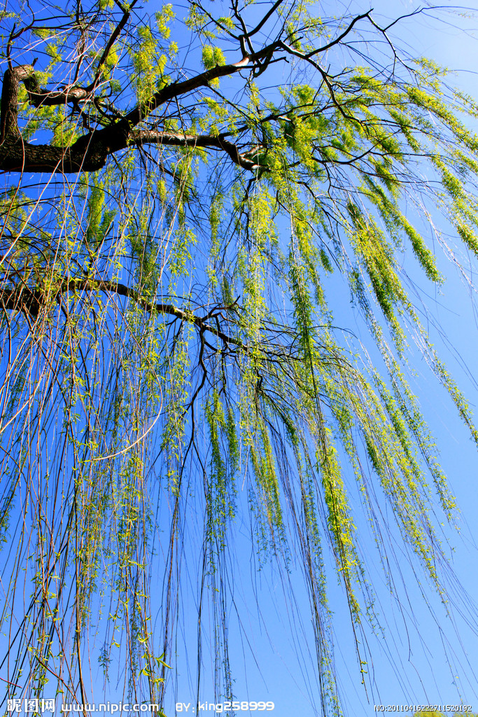 倦柳依依舞细腰,风丝轻拂鸟声娇. 千门社鼓斜阳陌,一路酒旗红板桥