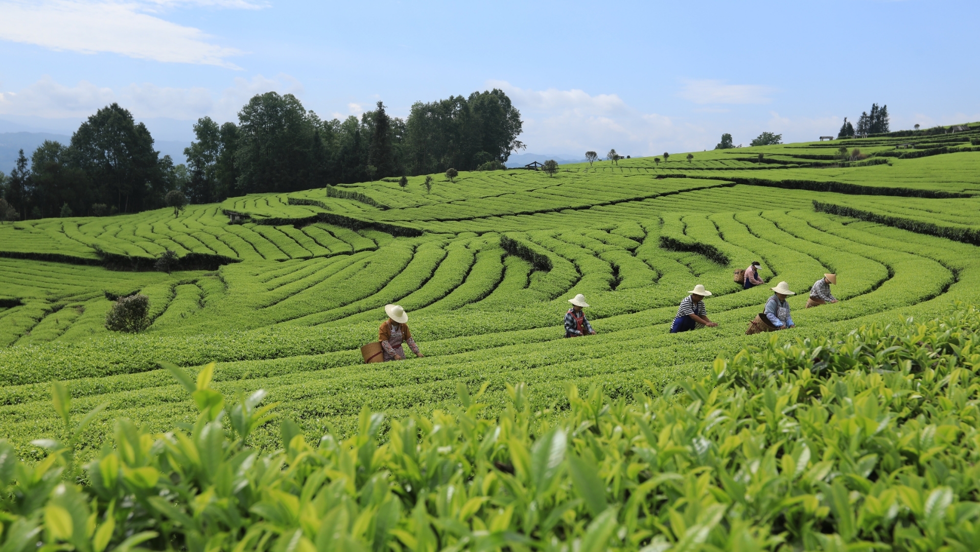 农历三月,清明谷雨时节,正是采茶好时候