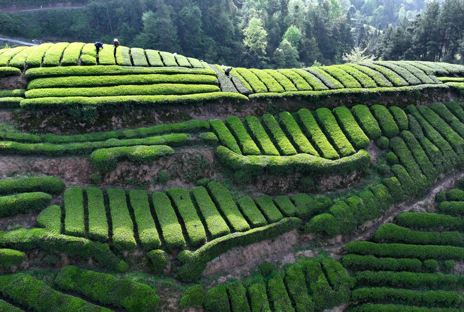 农历三月,清明谷雨时节,正是采茶好时候