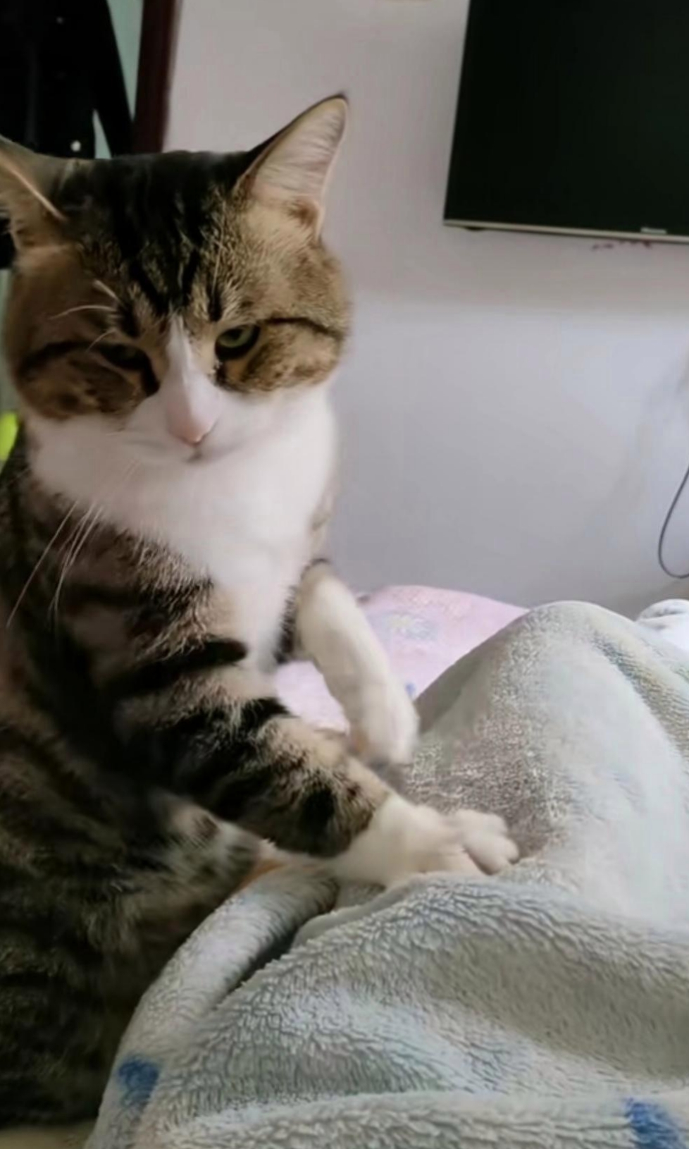 每天下班回家 ,我家猫咪都给我按摩,它是有多嫌弃我,一脸的不情愿,带