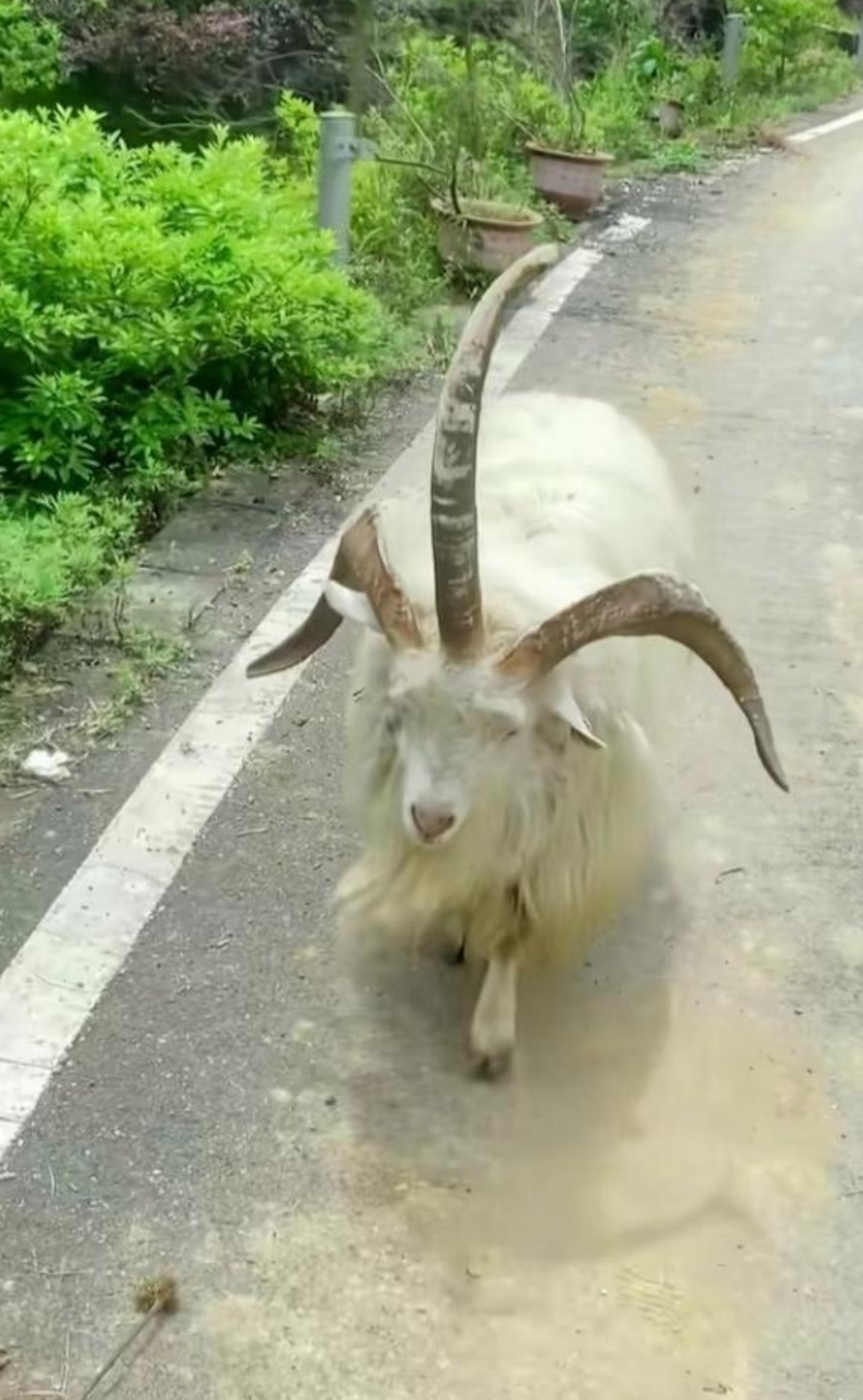 莫非是白泽,长的很像祥瑞之气上古神兽白泽的化身,难道古代的山海经不