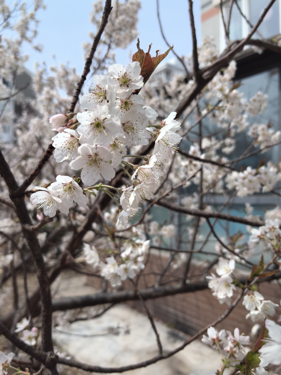 杏树几月开花图片