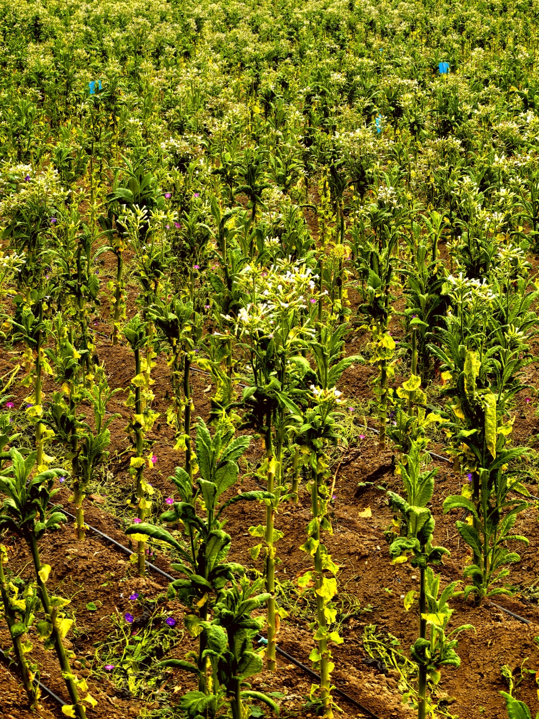 抚仙湖的烟叶花,据当地人说结仔像芝麻