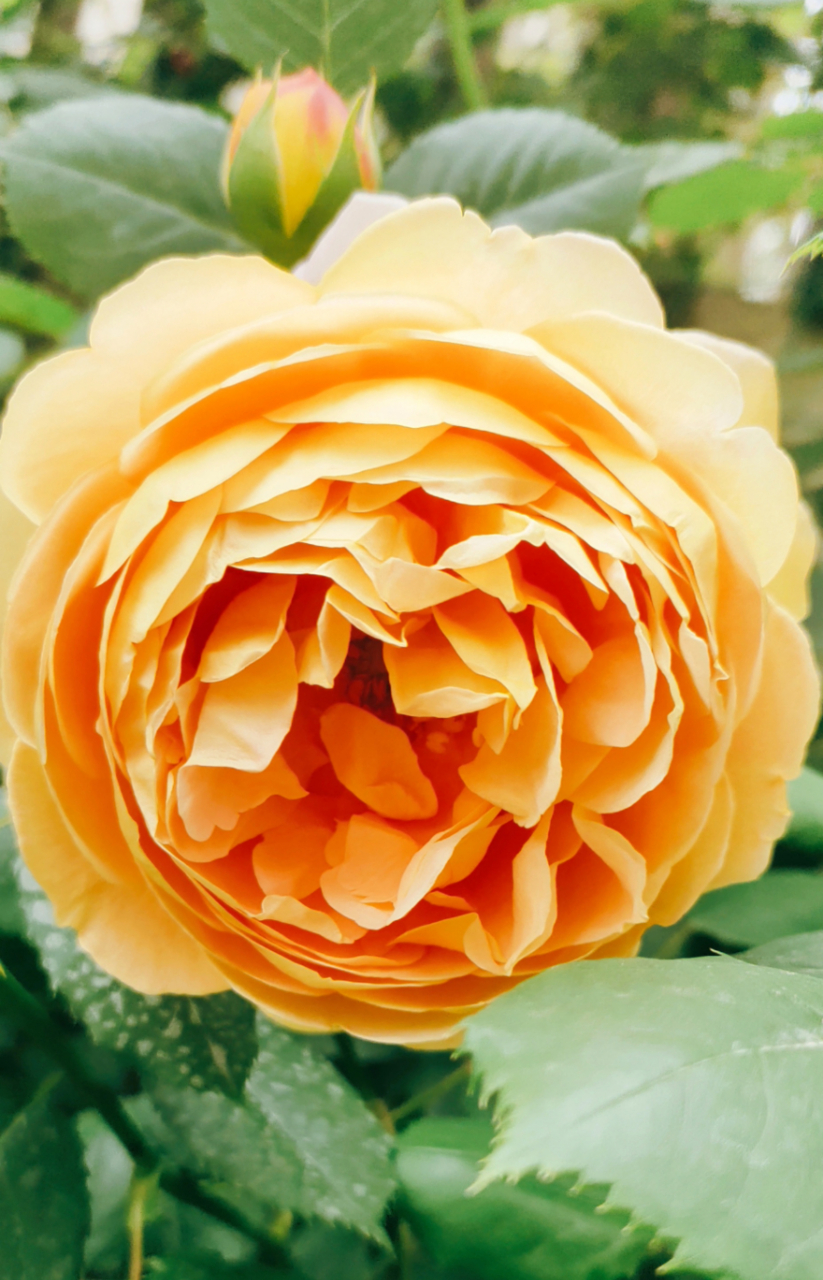 爬藤月季里~"黄金庆典"当之无愧这高雅隆重之名,颜色艳丽,四季勤花,大