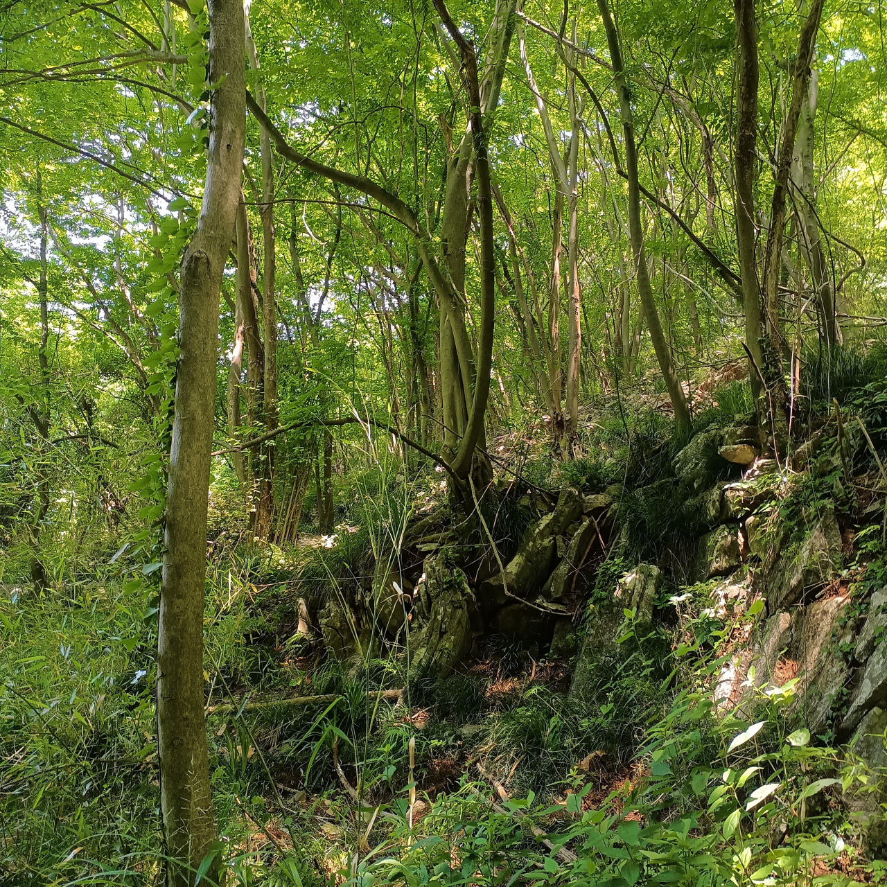 周未徒南陵大工山                  徐卫忠  远山白云深,驱车花塘岭