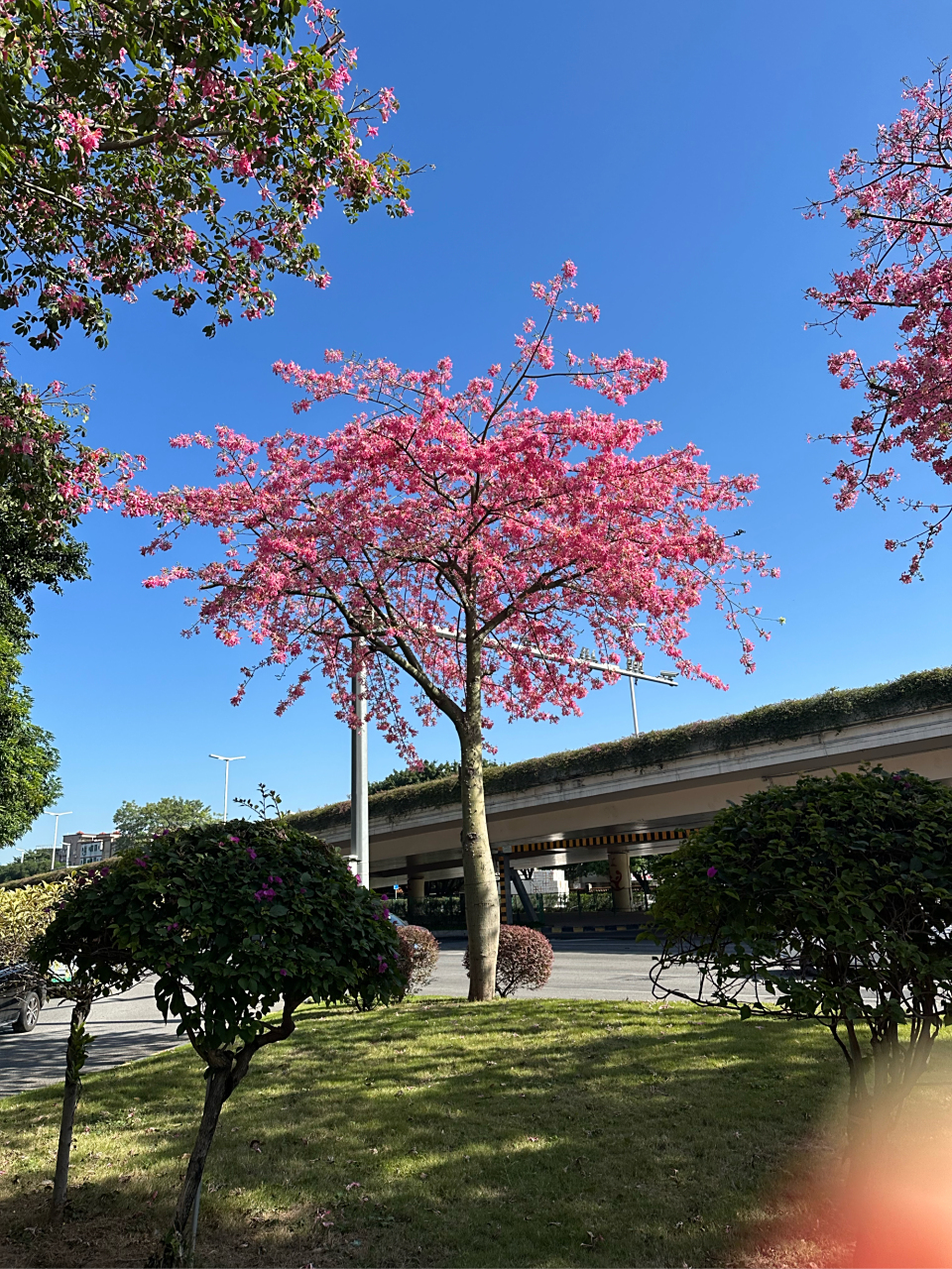 广州冬天  大腹木棉花开