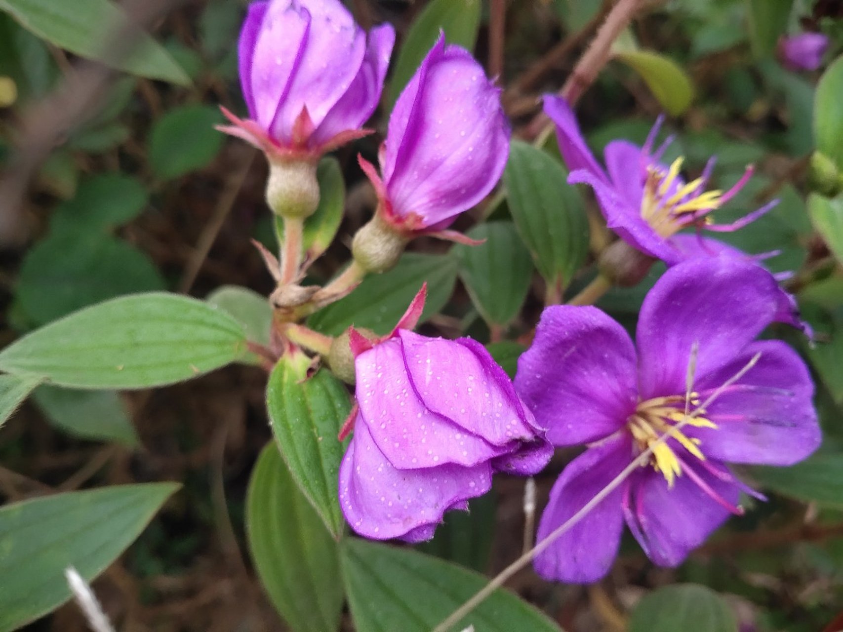 这是什么花,野果好吃