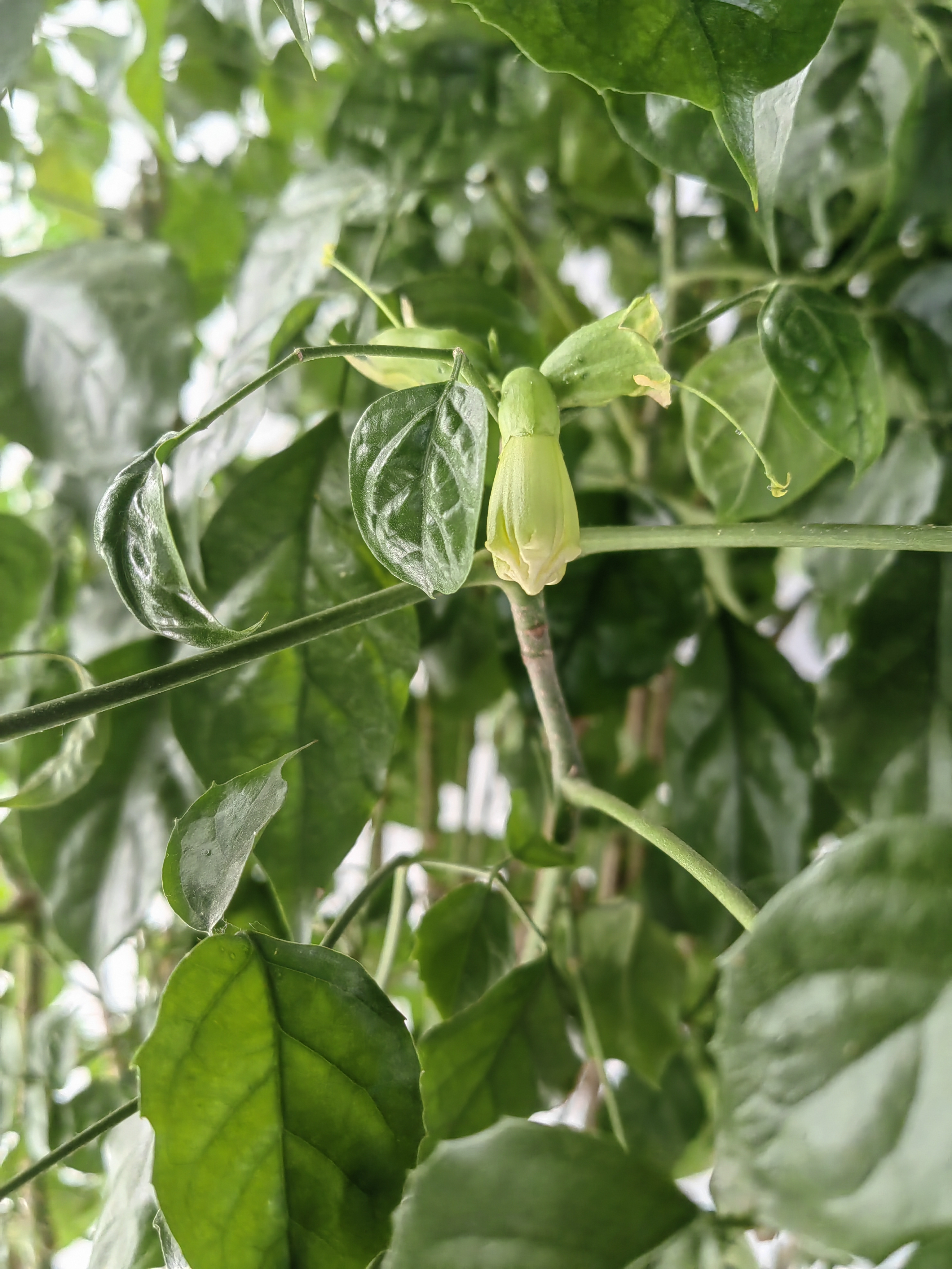 幸福树开花