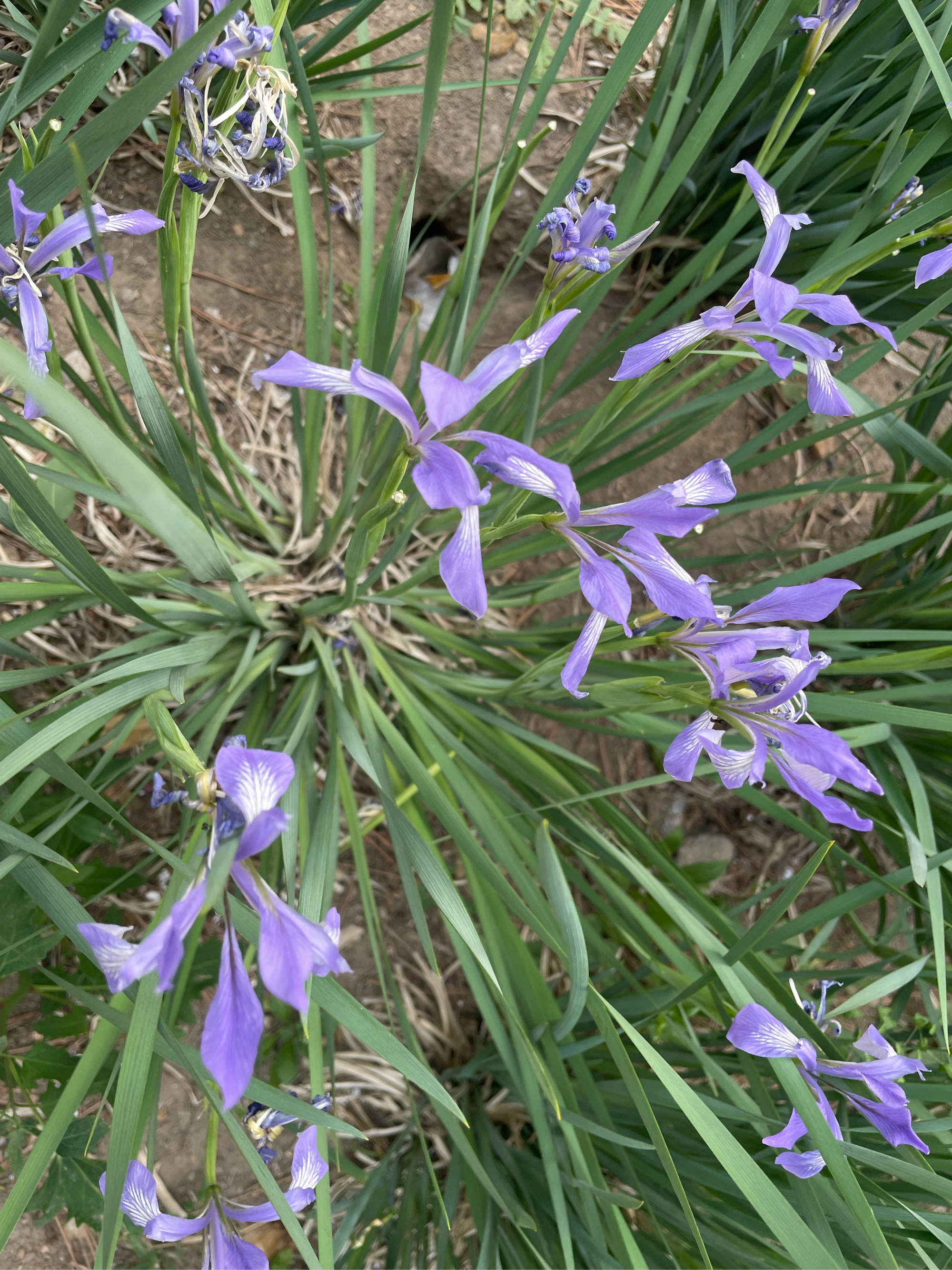 马莲菜花图片图片