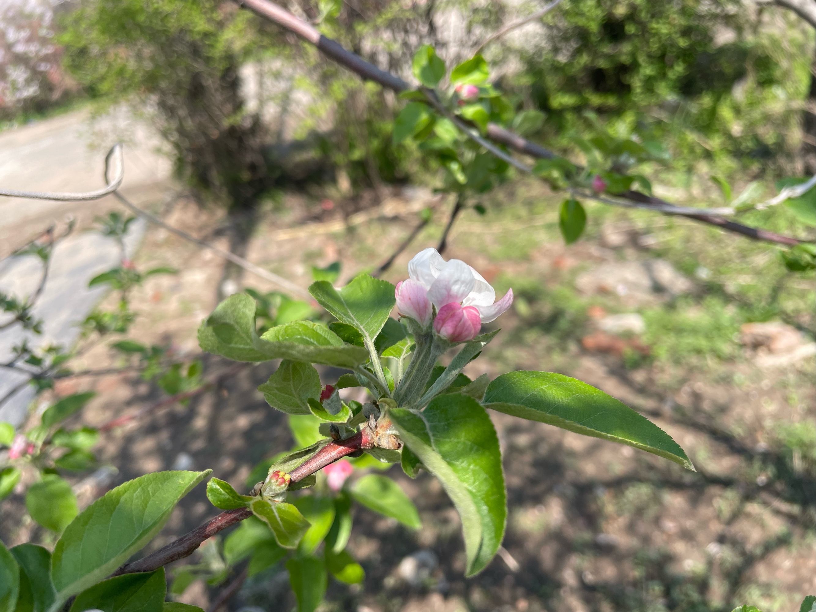 苹果花和海棠花的区别图片