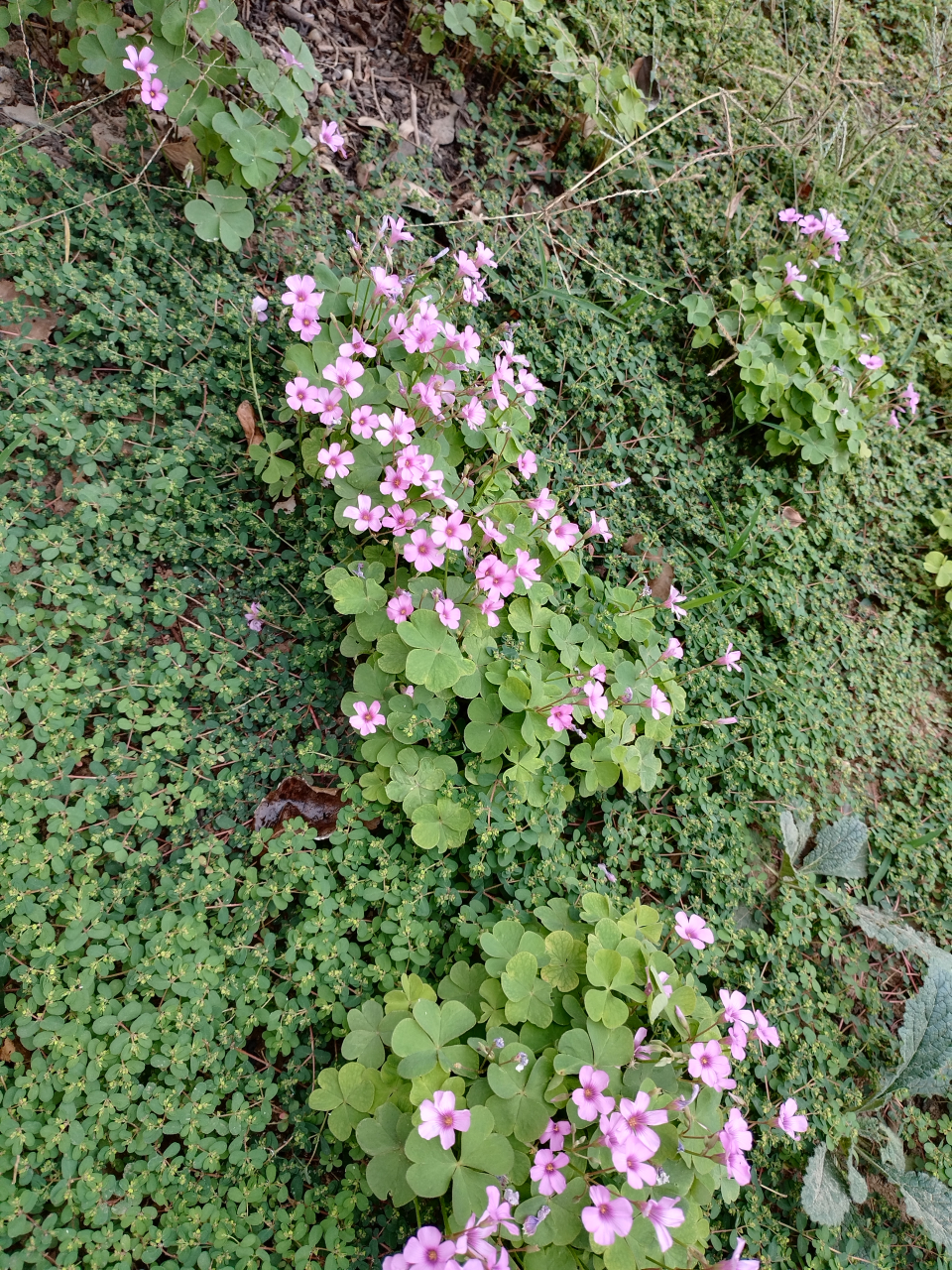 校园里的植物图片