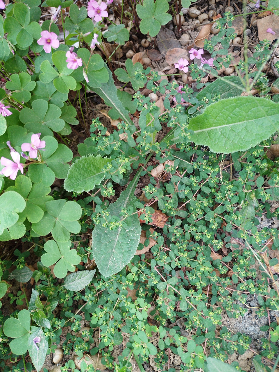 校园里的植物图片