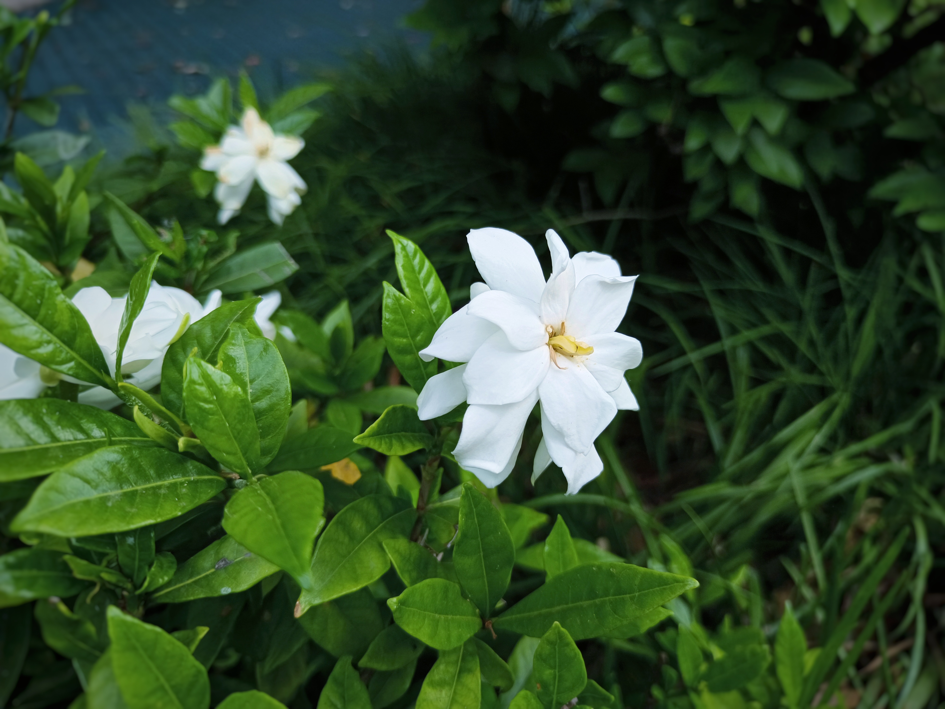 这些深绿色的植物🌱,叶片边缘如波浪般起伏,每