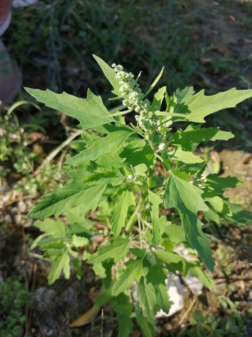 灰灰菜图片性味图片