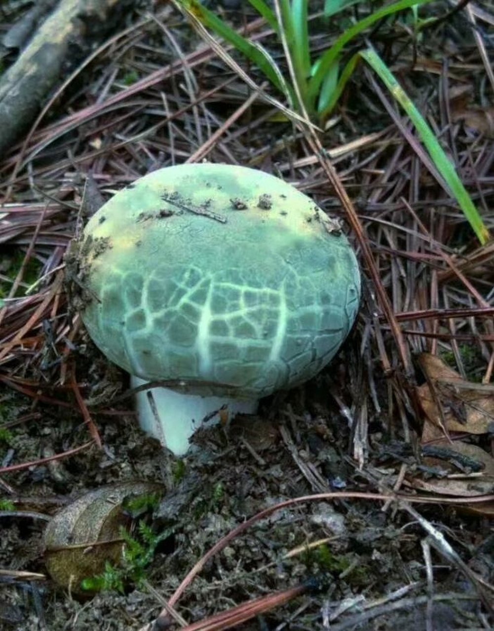 青头菌均价450元一公斤 见手青均价300元一公斤