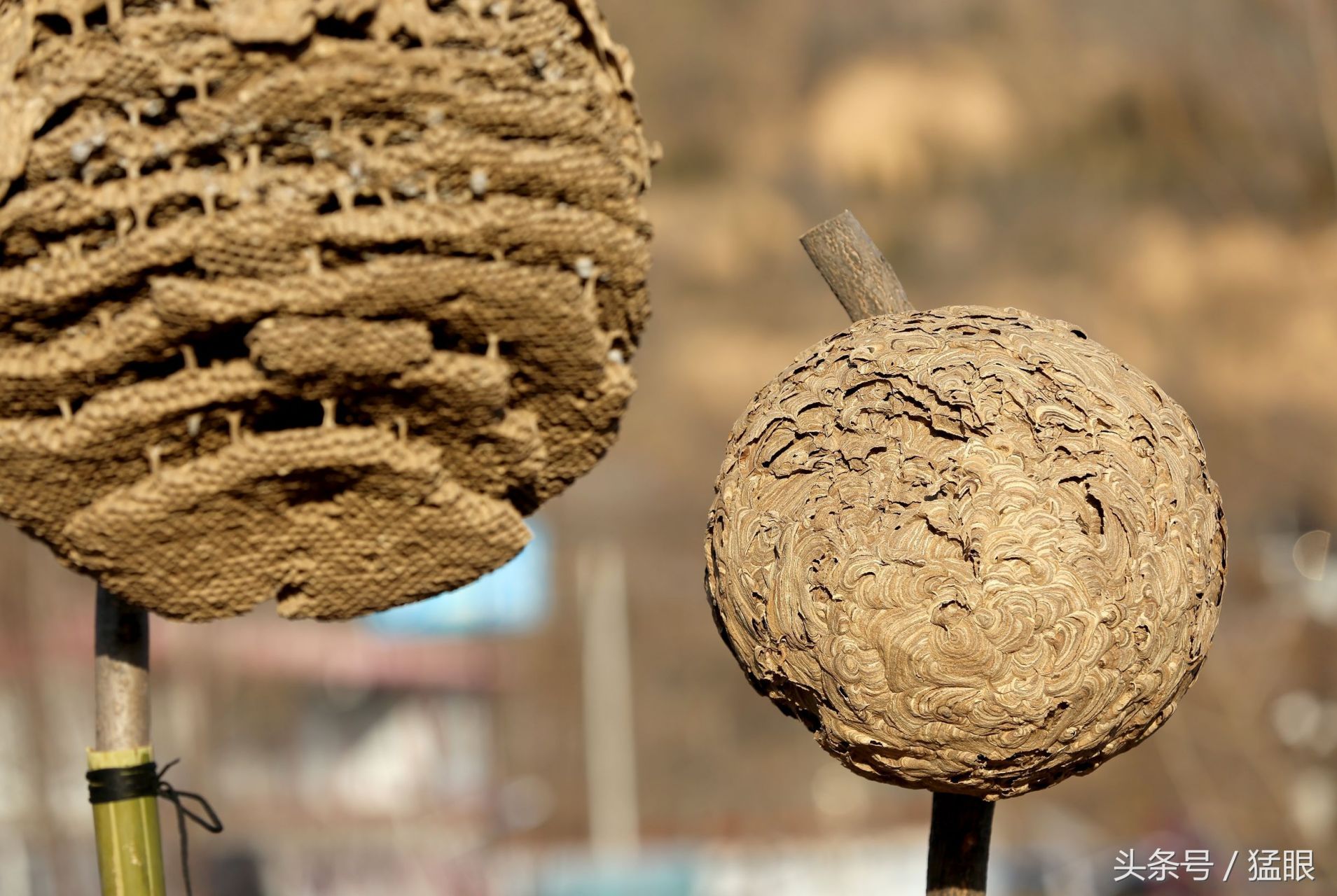 一起来学《本草纲目》之土蜂窠 土蜂窠释名巢,即细腰蜂巢.