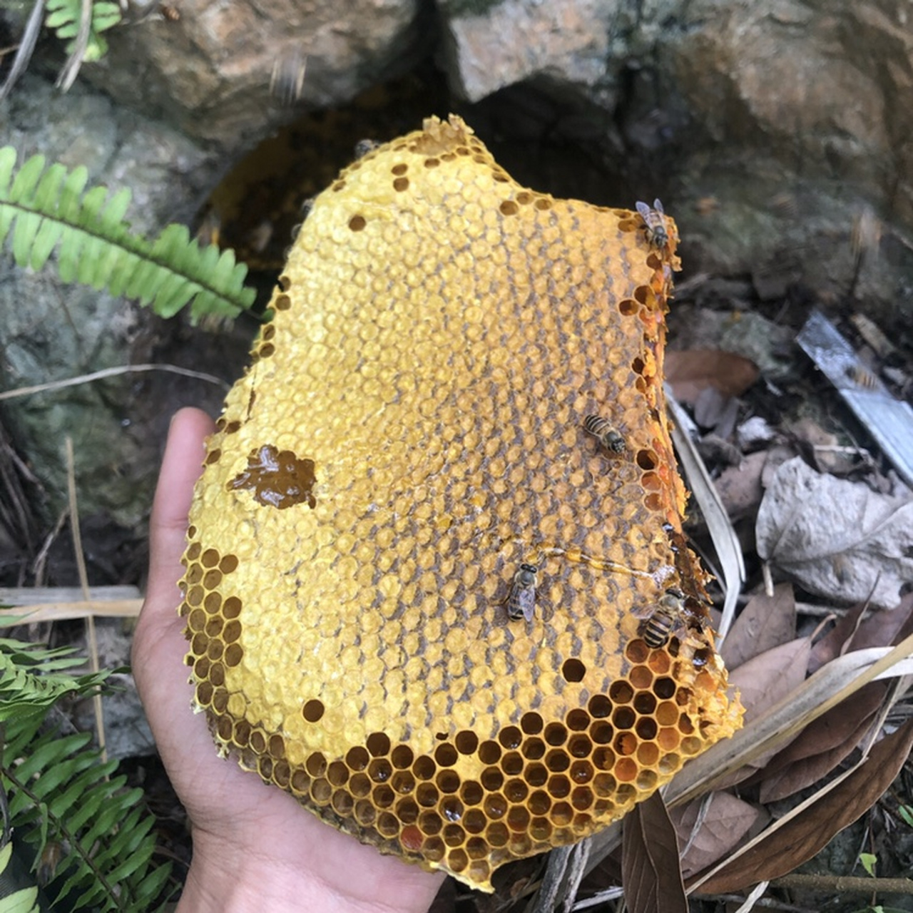 一起来学《本草纲目》之土蜂窠 土蜂窠释名巢,即细腰蜂巢.