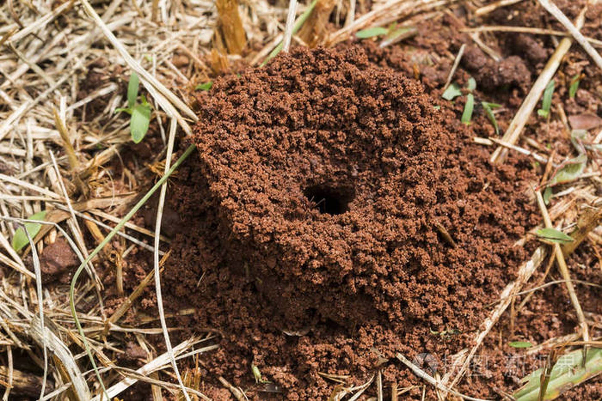 取土七粒和醋涂搽.死胎在腹,或胞衣不下.