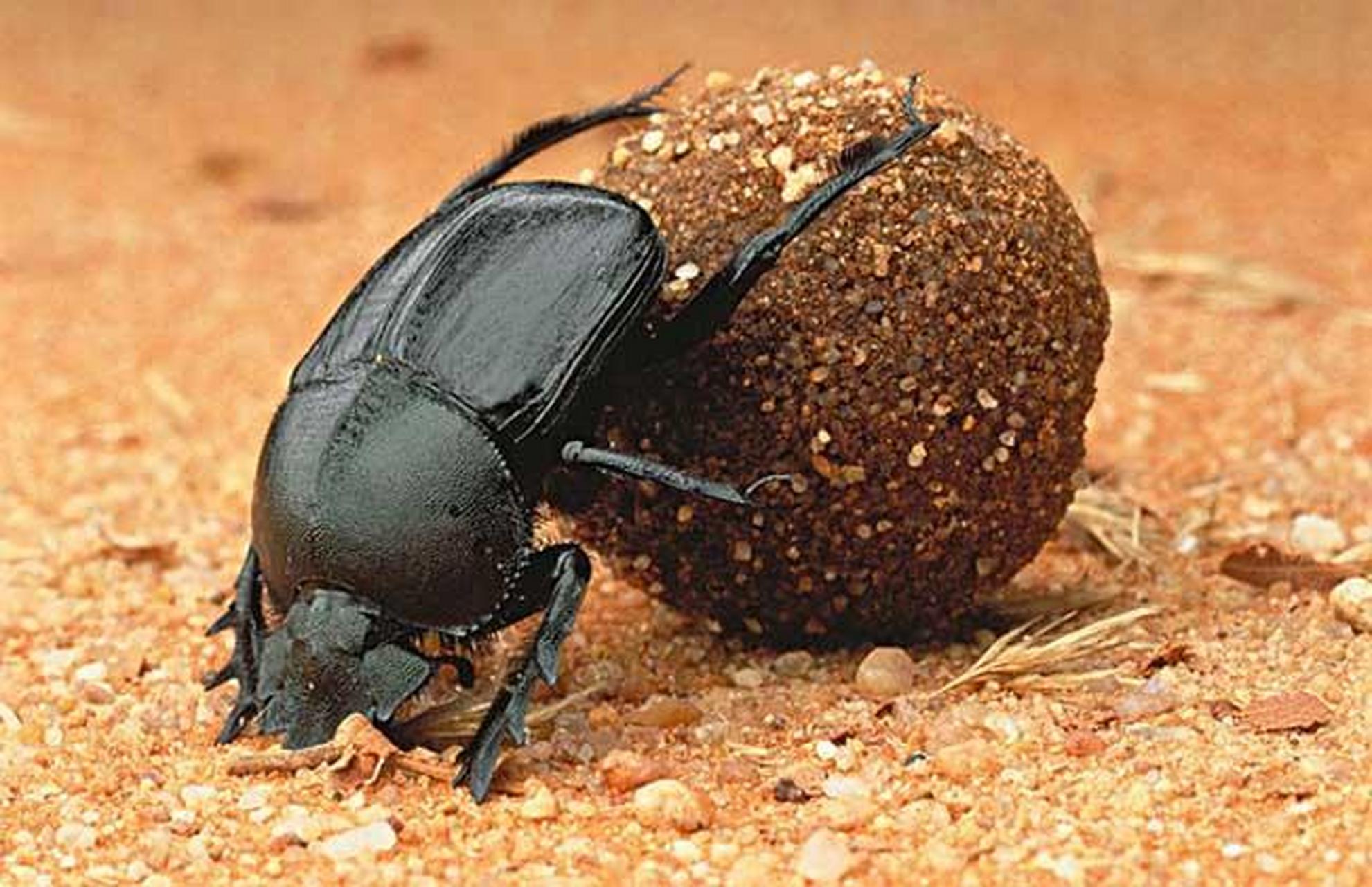 蜣螂转丸,亦名土硝. 气味咸苦,大寒,无毒.