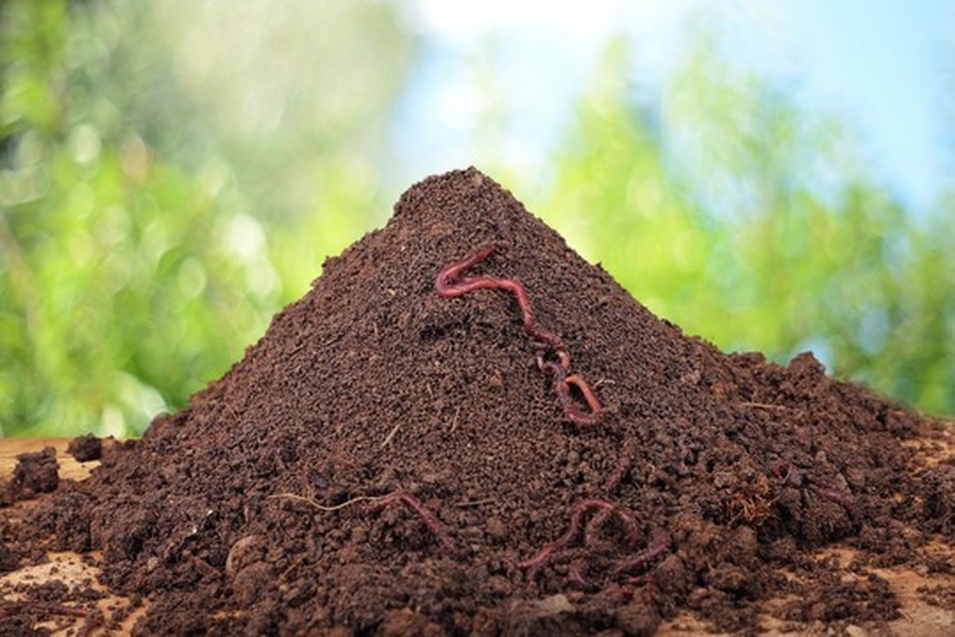 一起来学《本草纲目》之蚯蚓泥 蚯蚓泥释名亦名蚓蝼,六一泥,蚯蚓粪