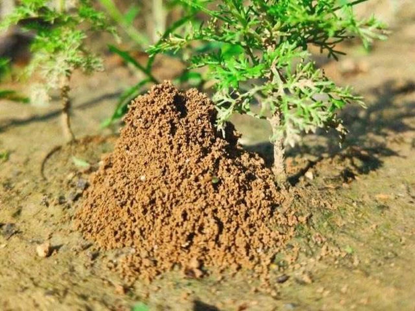 取土七粒和醋涂搽.死胎在腹,或胞衣不下.