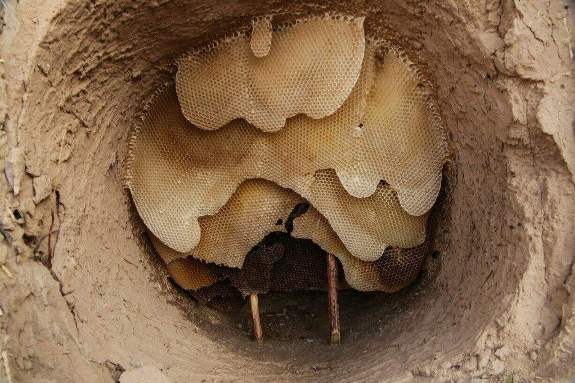 2,肿毒痛如火烧