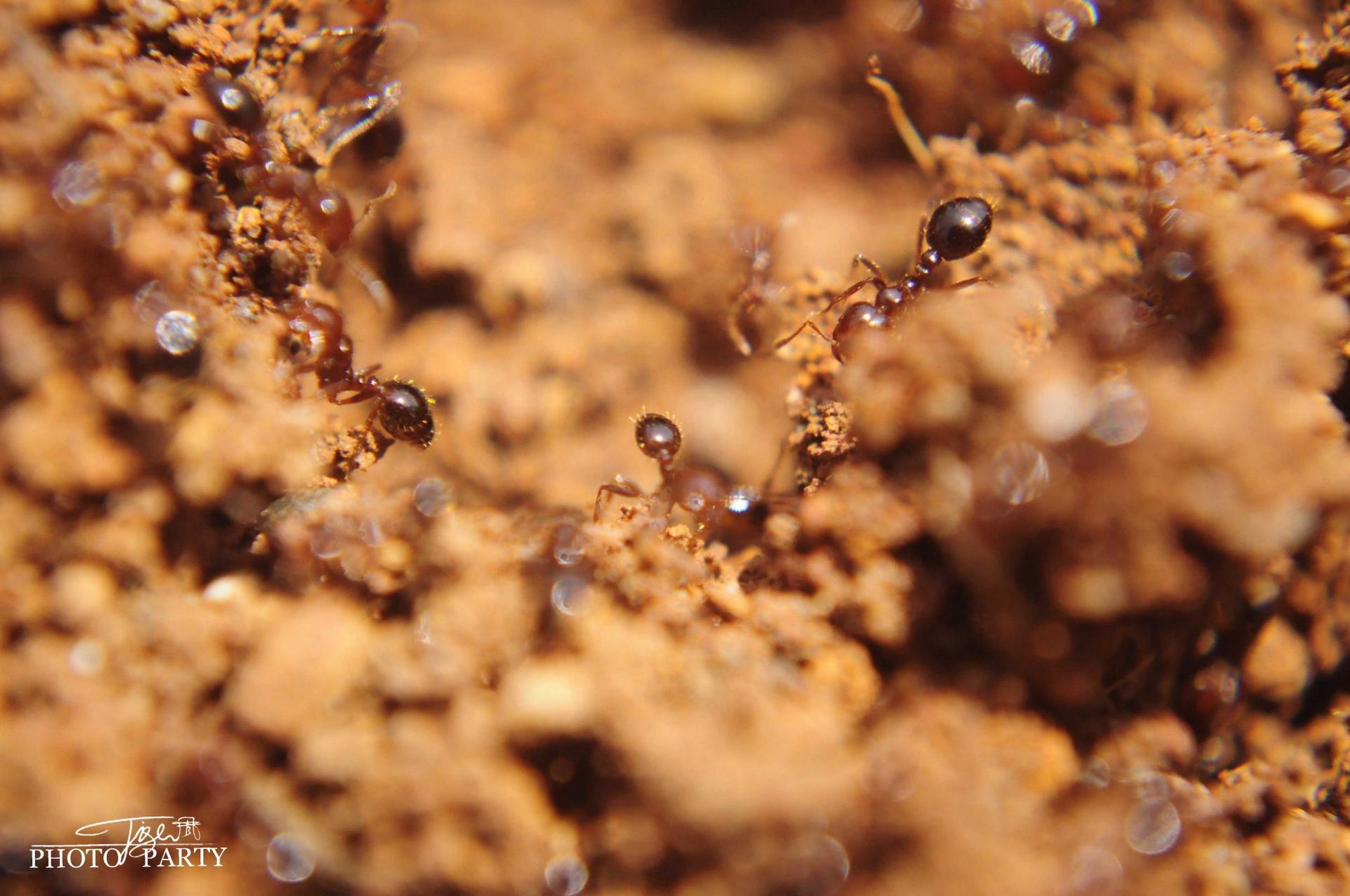 取土七粒和醋涂搽.死胎在腹,或胞衣不下.