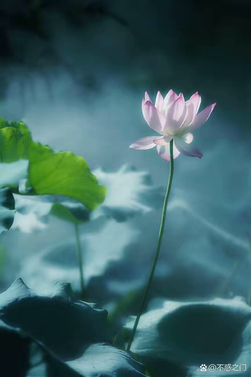 莲花  一条大道万人行  接近天边心善宁  回头远看泥泞路  朵朵莲花向