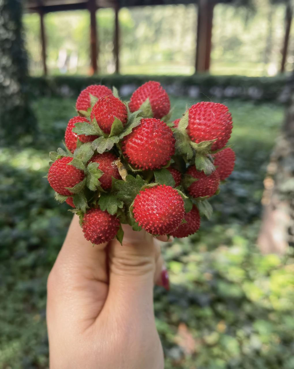 蛇莓也叫地莓,有的地方叫蛇泡,别看它色泽这么鲜艳,但是味道不好,但也