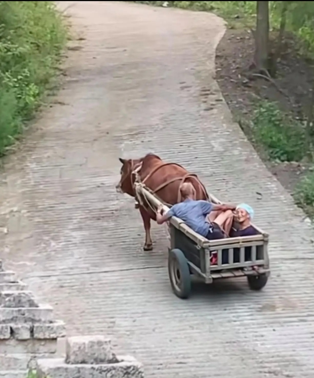 夕阳下,一对老伴坐牛车,缓缓漫步在乡间大道.