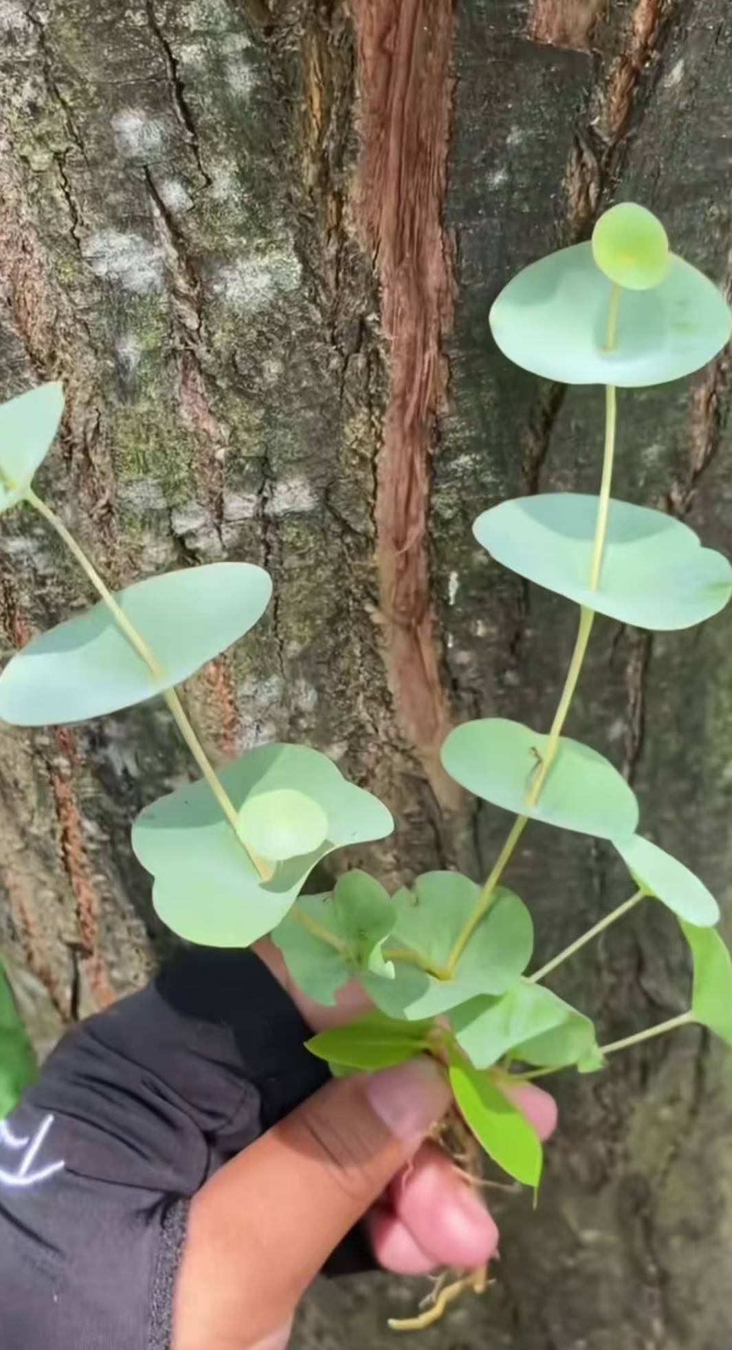 穿心蛇草药图片图片