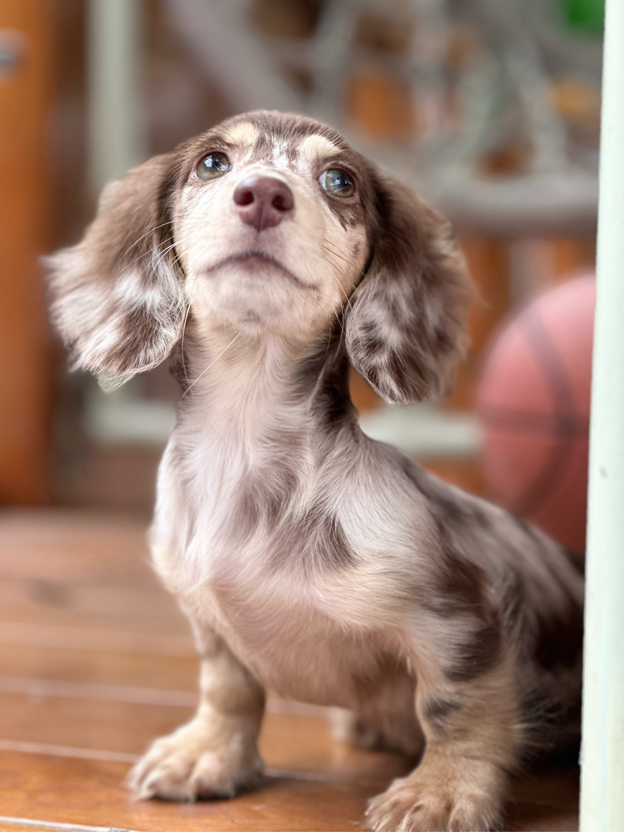 长毛腊肠犬图片大全图片