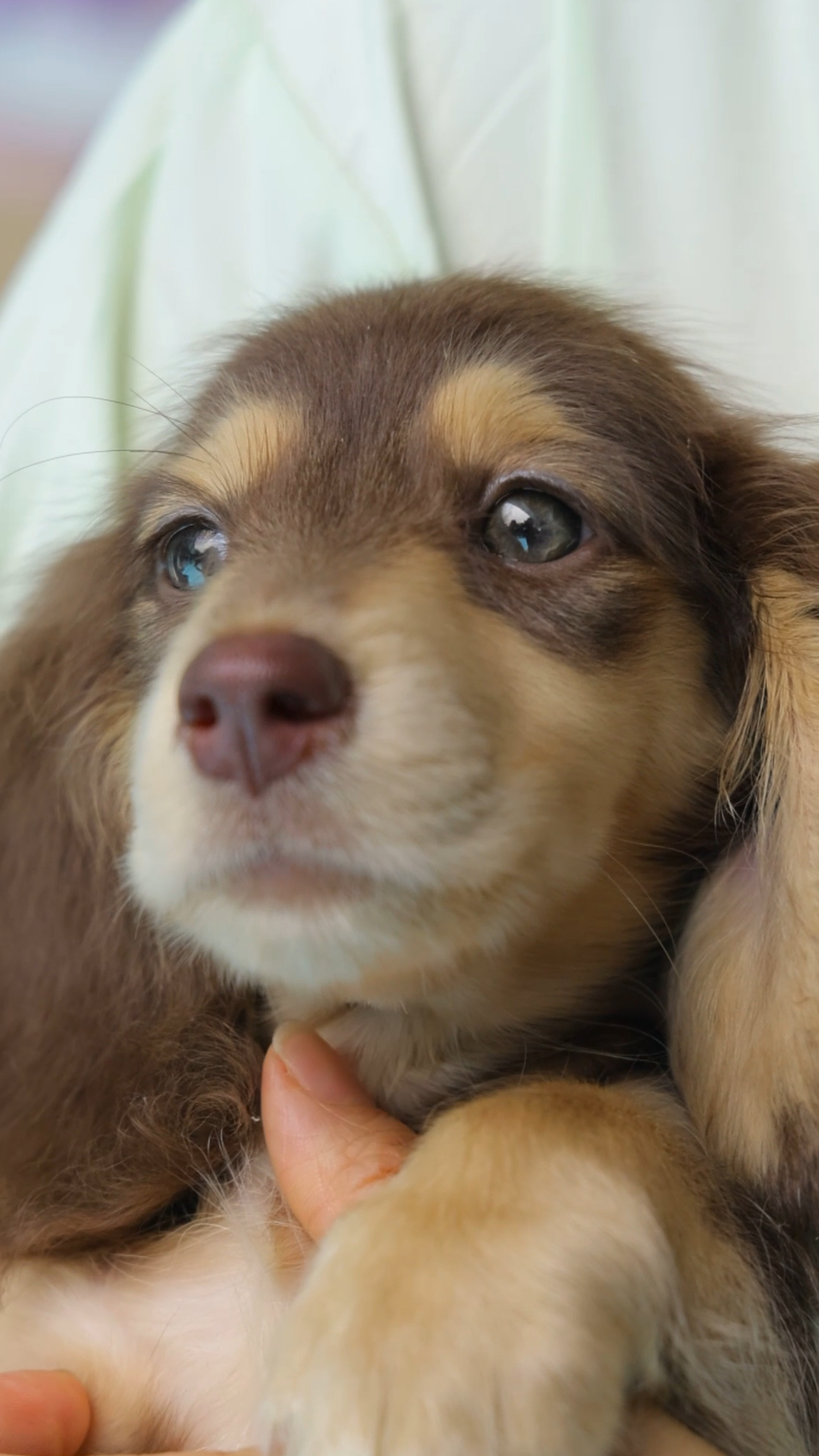 长毛腊肠犬图片大全图片